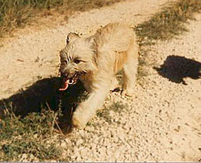 berger